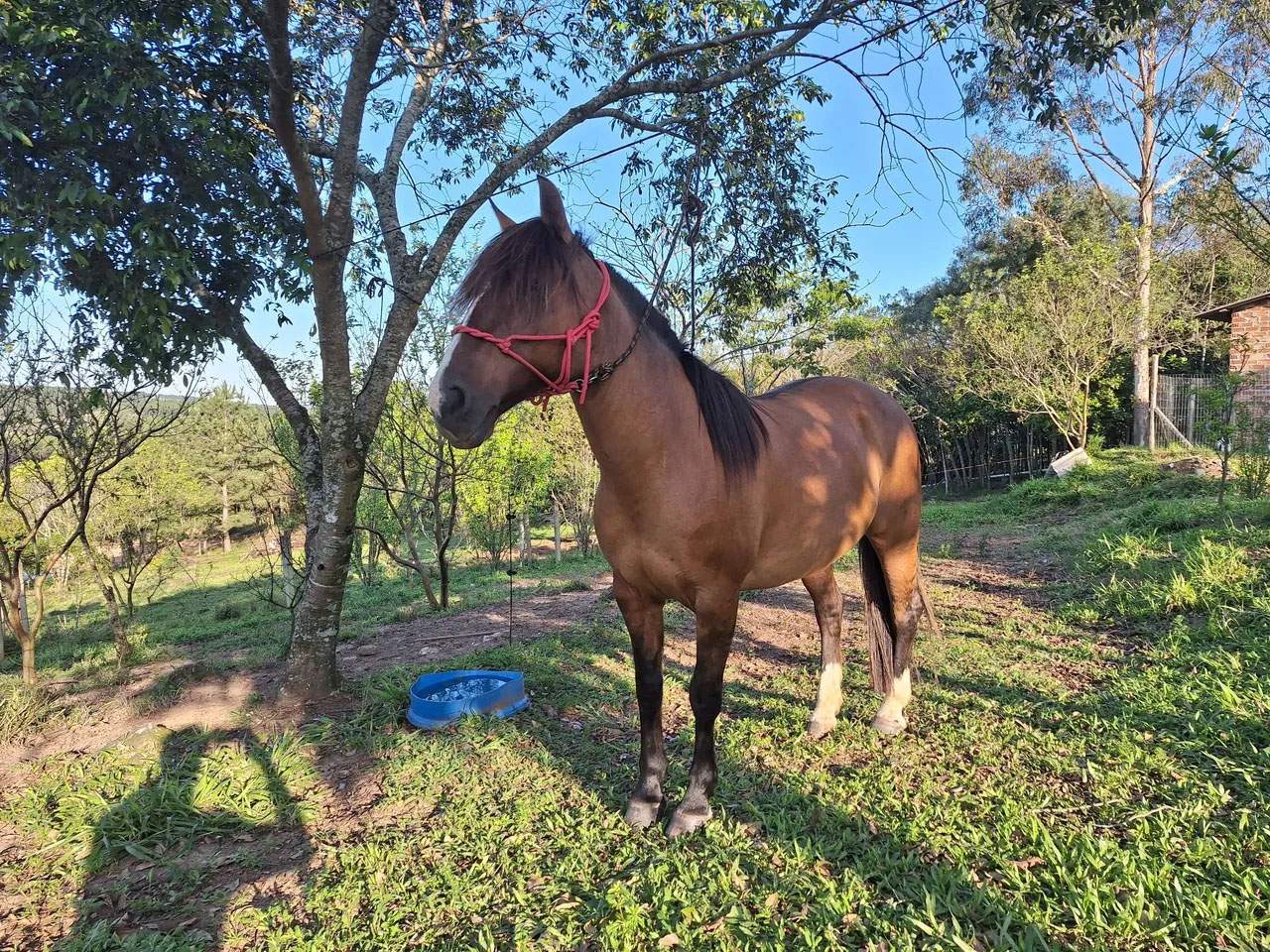 Égua crioula Marcada