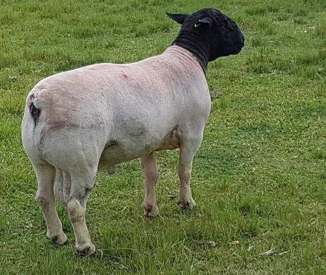 Ovelha Dorper - Ovinos