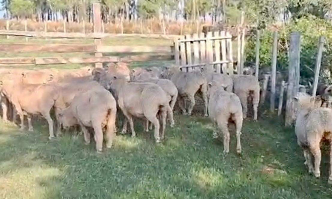 Ovelhas Prenhas